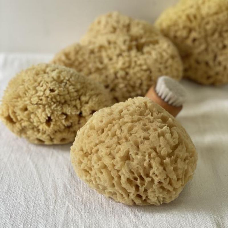 large natural sea sponges for body