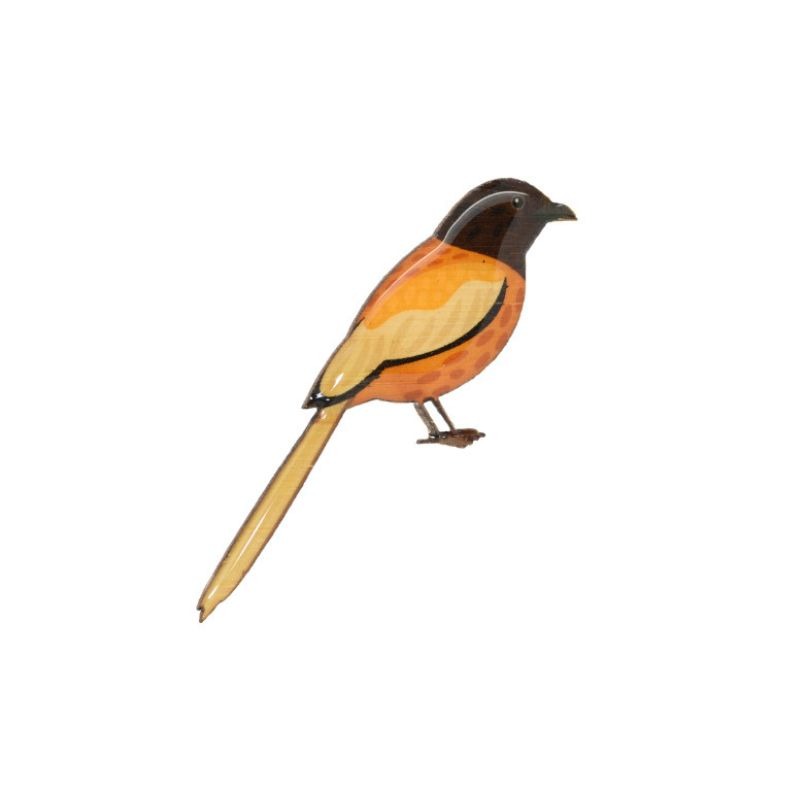 selatan rufous treepie brooch